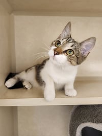 Rosemary - available 9/23 - Photo 3