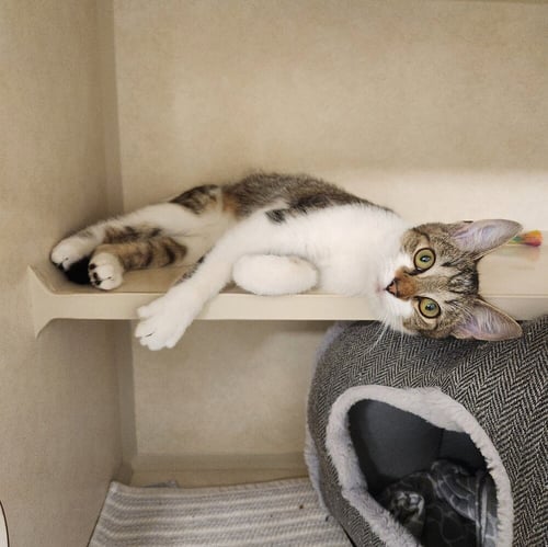 ROSEMARY - AVAILABLE 9/23 - Domestic Short Hair available for adoption