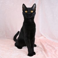Martha - available 10/17 - Photo 4