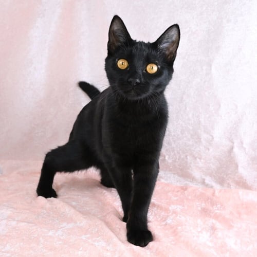 MARTHA - AVAILABLE 10/17 - Domestic Short Hair available for adoption