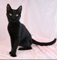 Martha - available 10/17 - Photo 2