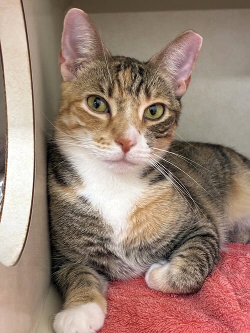ANNIKA - AVAILABLE 9/14 - Domestic Short Hair available for adoption