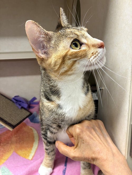 ANNIKA - AVAILABLE 9/14 - Domestic Short Hair available for adoption