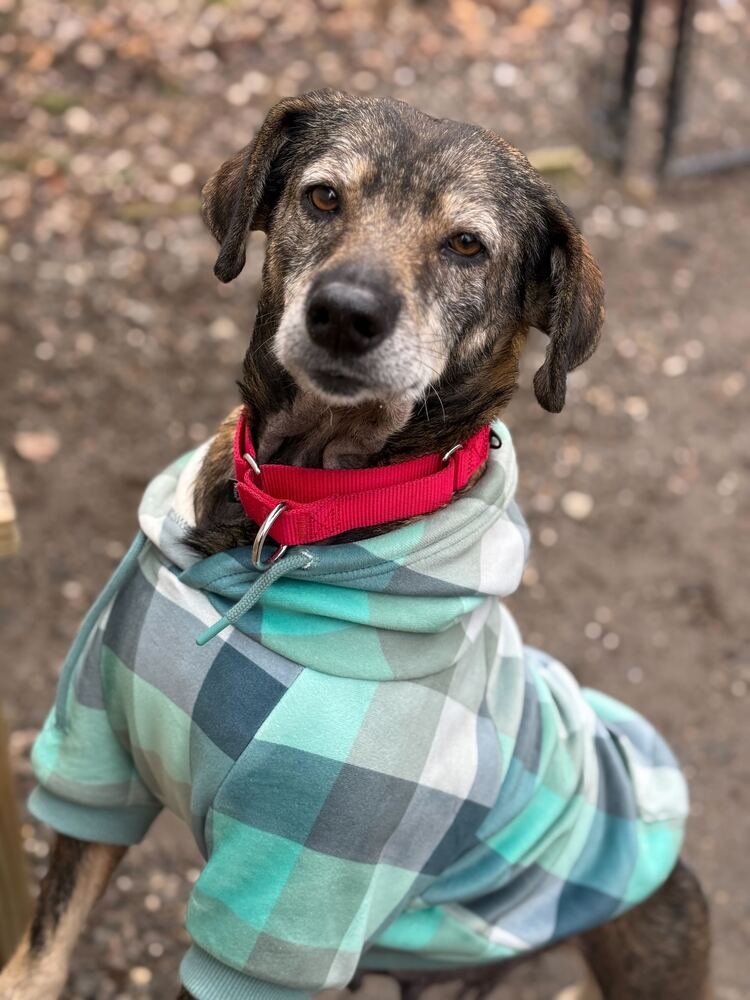 KIA - Terrier available for adoption