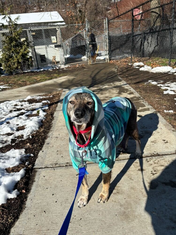 KIA - Terrier available for adoption