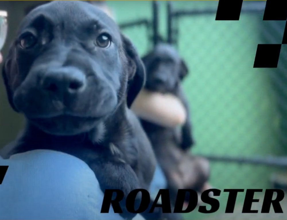 Roadster Image