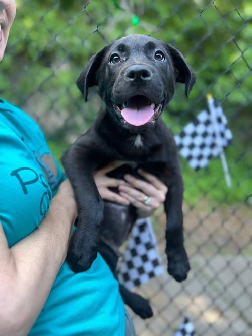 ROADSTER - Unknown available for adoption