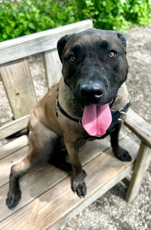 ROADSTER - Unknown available for adoption