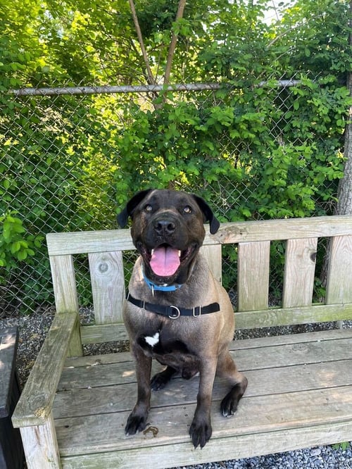 ROADSTER - Unknown available for adoption
