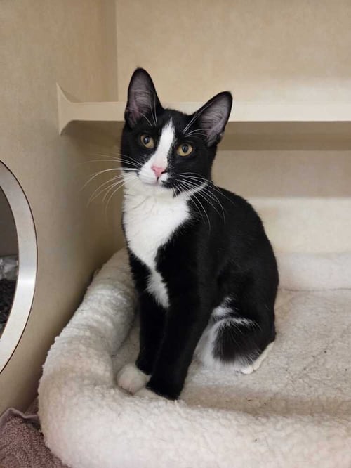 LEONARDO - Domestic Short Hair available for adoption