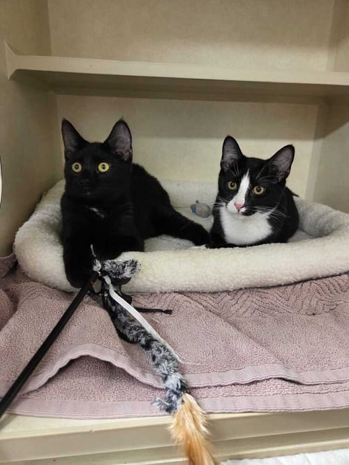 LEONARDO - Domestic Short Hair available for adoption