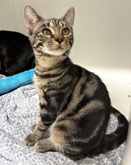 BOLILLO - AVAILABLE 10/10 - Domestic Short Hair available for adoption