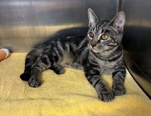 BOLILLO - AVAILABLE 10/10 - Domestic Short Hair available for adoption