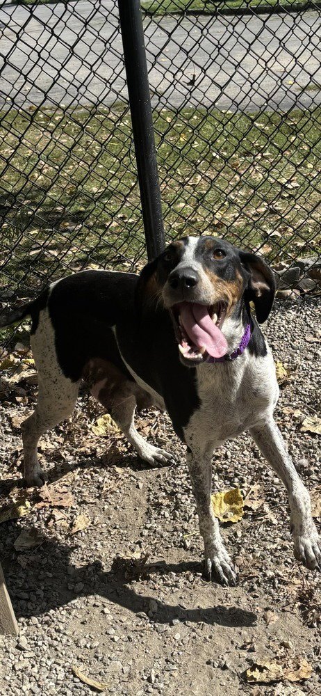 YOGA AVAILABLE 9/15 - Hound available for adoption