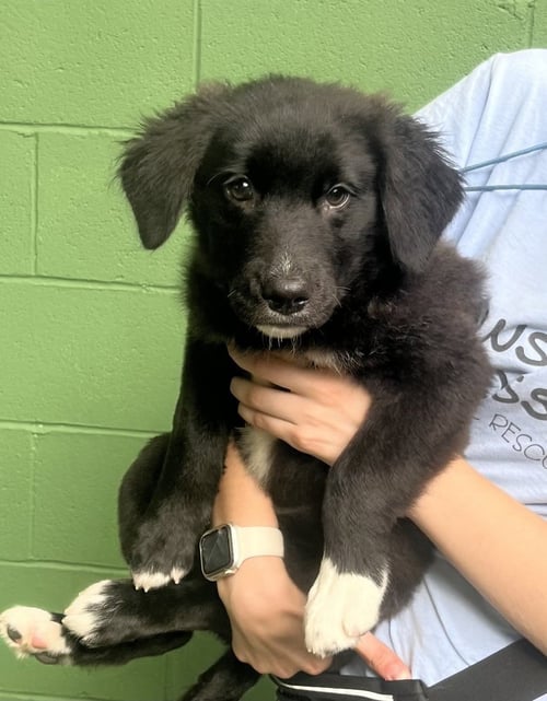 PARPADELLE AVAILABLE 8/21 - Collie available for adoption