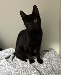 Alfalfa - available 10/10 - Photo 3