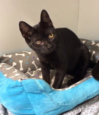 Alfalfa - available 10/10 - Photo 2