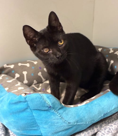 ALFALFA - AVAILABLE 10/10 - Domestic Short Hair available for adoption