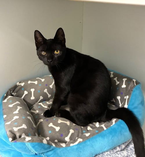 ALFALFA - AVAILABLE 10/10 - Domestic Short Hair available for adoption