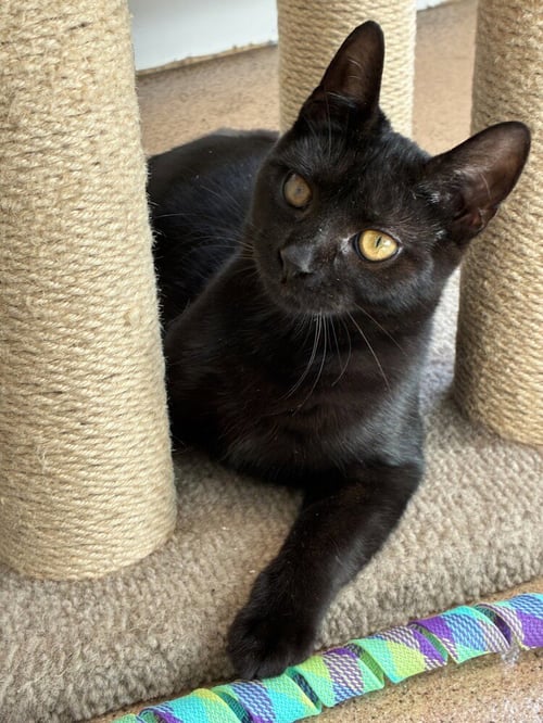 ALFALFA - Domestic Short Hair available for adoption