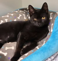 Alfalfa - available 10/10 - Photo 4