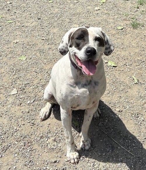 ADELAIDE - Hound available for adoption