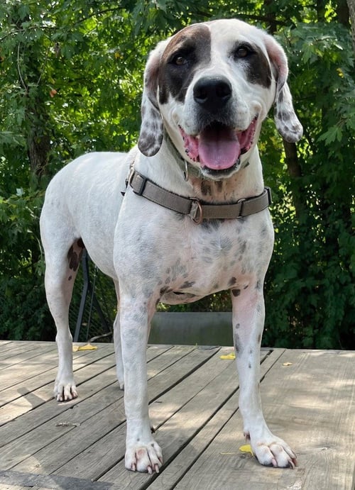 ADELAIDE - Hound available for adoption