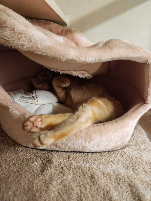 RIPTIDE - Domestic Short Hair available for adoption