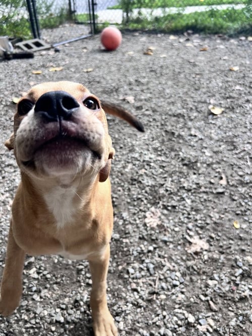 CLOVER AVAILABLE 8/20 - Hound available for adoption