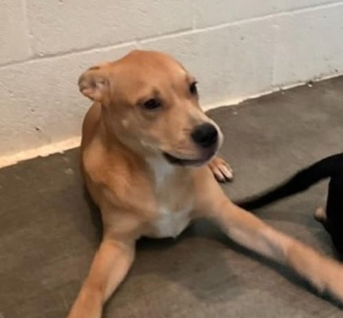 CLOVER AVAILABLE 8/20 - Hound available for adoption