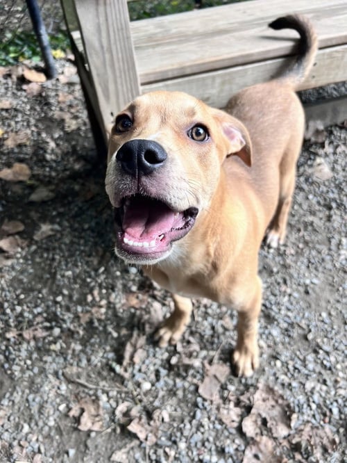 CLOVER AVAILABLE 8/20 - Hound available for adoption