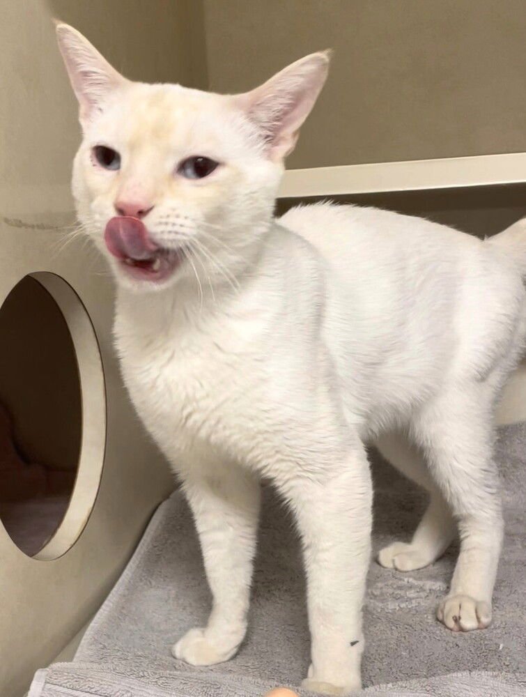 TOBY - Domestic Short Hair / Siamese available for adoption