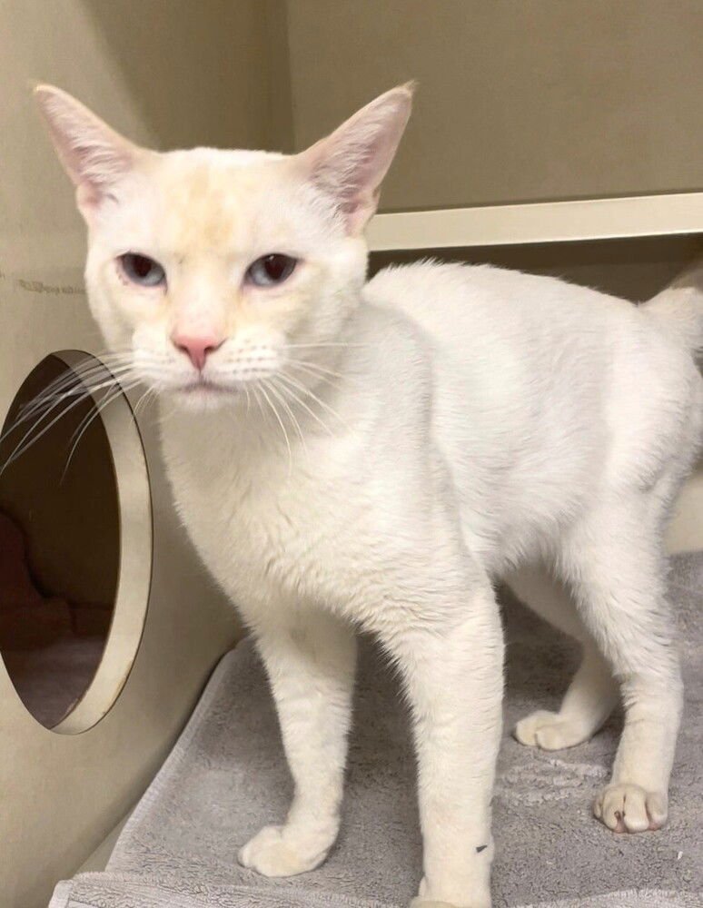 TOBY - Domestic Short Hair / Siamese available for adoption