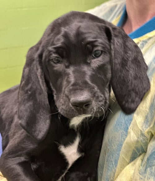 OPHELIA - Hound available for adoption