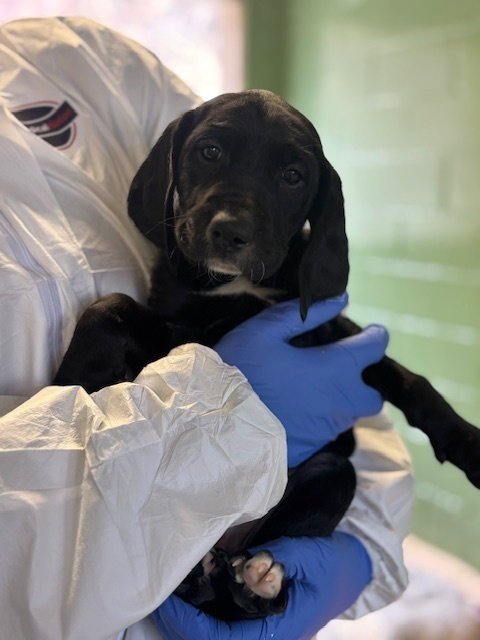 OPHELIA - Hound available for adoption