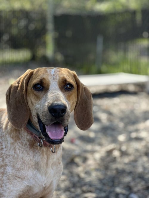 DAVY - Hound available for adoption