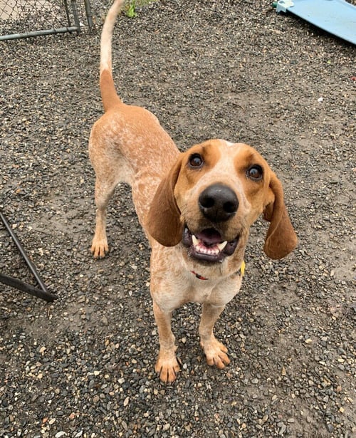 DAVY - Hound available for adoption