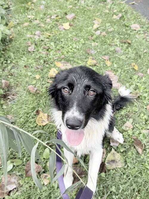 PETRA AVAILABLE 9/15 - Border Collie available for adoption