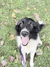 Petra available 9/15 - Photo 3