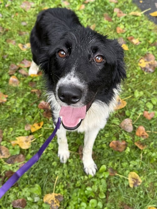 PETRA AVAILABLE 9/15 - Border Collie available for adoption
