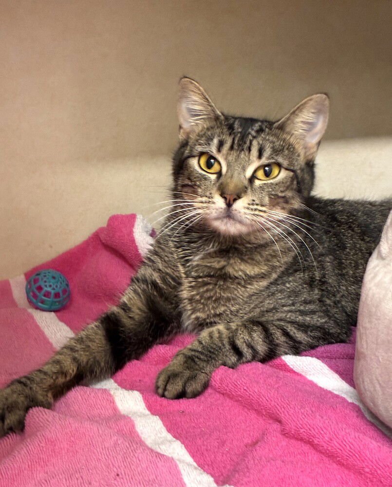 CLARICE - Domestic Short Hair available for adoption