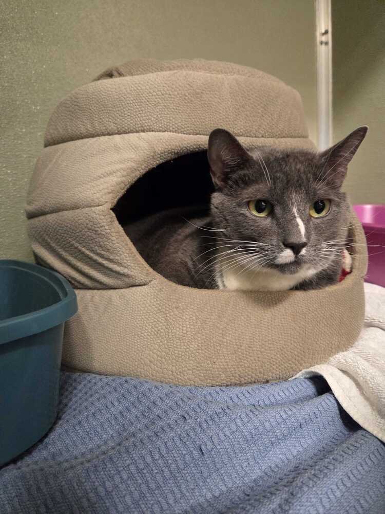 JOSEPHINE - Domestic Short Hair available for adoption