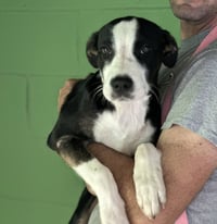 Leaf Peeper- Foster to Adopt - Photo 1