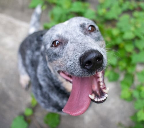 BLOSSOM - Australian Cattle Dog/Blue Heeler available for adoption