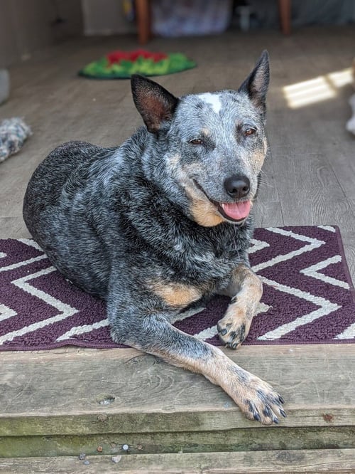 BLOSSOM - Australian Cattle Dog/Blue Heeler available for adoption