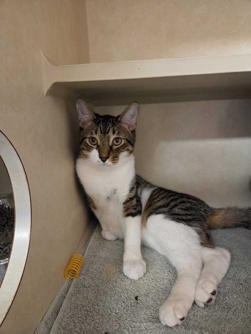 LEAF AVAILABLE 11/1 - Domestic Short Hair available for adoption