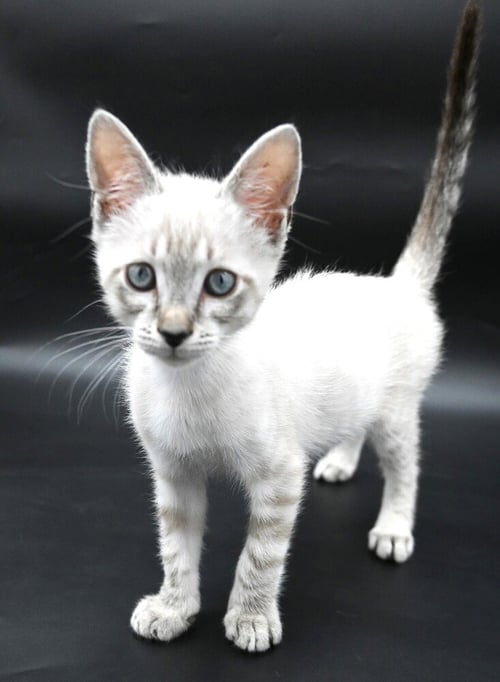 SAMUEL - Domestic Short Hair / Siamese available for adoption