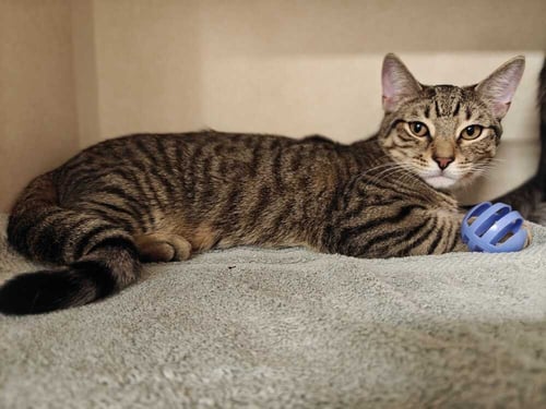 RAIN (AVAILABLE 11/1) - Domestic Short Hair available for adoption