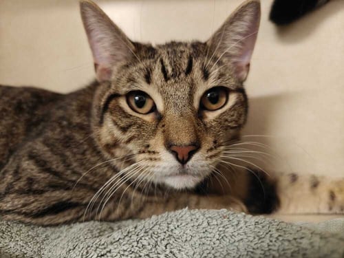 RAIN (AVAILABLE 11/1) - Domestic Short Hair available for adoption