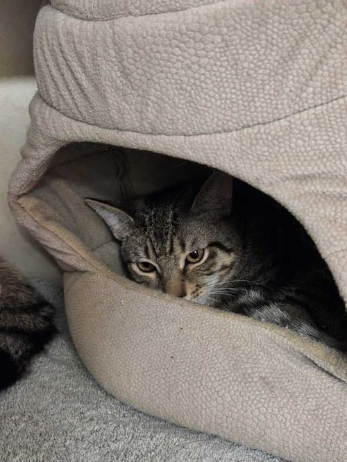 RAIN AVAILABLE 11/1 - Domestic Short Hair available for adoption